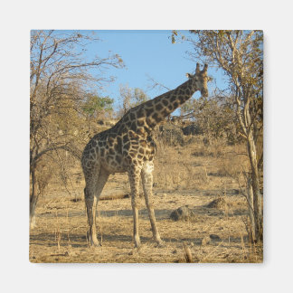 Íman Giraffe Magnet