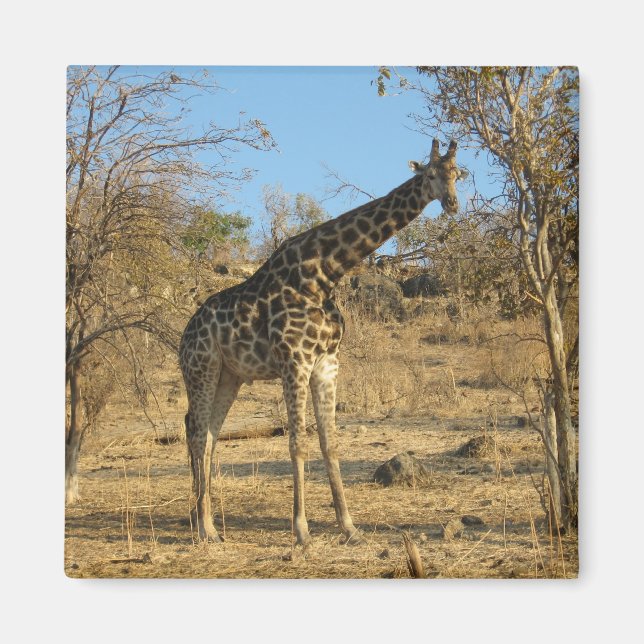 Íman Giraffe Magnet (Frente)