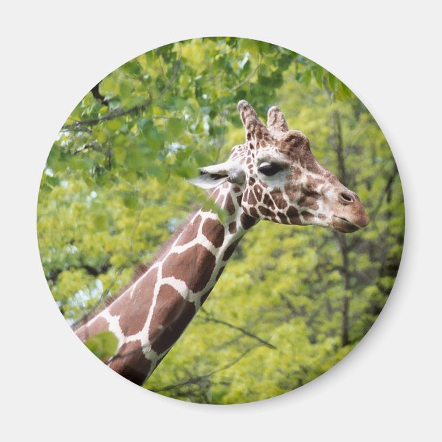 Íman Giraffe Magnet (Frente)