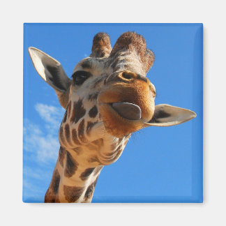 Íman Giraffe Magnet
