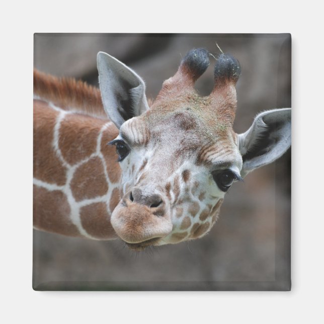 Íman Giraffe Magnet (Frente)