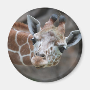 Íman Giraffe Magnet