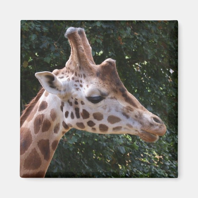 Íman Giraffe Magnet (Frente)