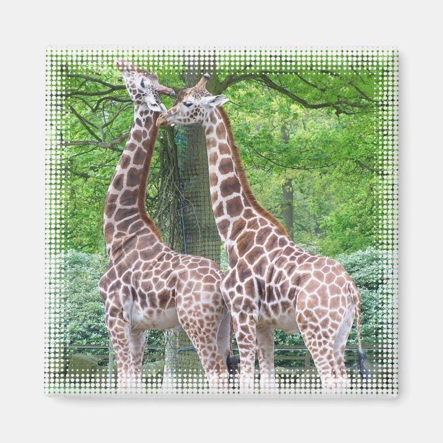 Íman Giraffe Pair Square Magnet (Frente)