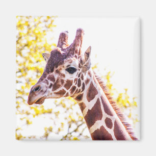 Íman Giraffe Portrait
