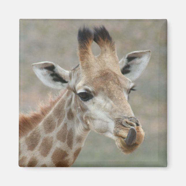 Íman Giraffe Tongue Magnet (Frente)