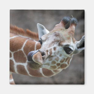 Íman Giraffe Tongue Magnet