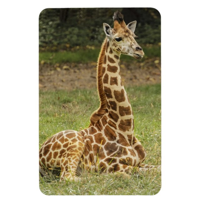 Íman Giraffe Wildlife (Vertical)