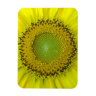 Íman Girassol Amarelo