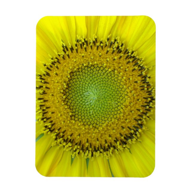 Íman Girassol Amarelo (Vertical)
