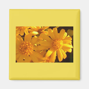 Íman Girassol amarelo