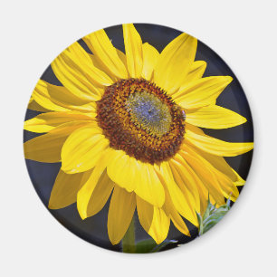 Íman Girassol amarelo brilhante