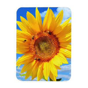 Íman Girassol Amarelo e Abelhas no Céu Azul - Dia do V