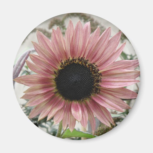 Íman Girassol rosa pálido (Frente)