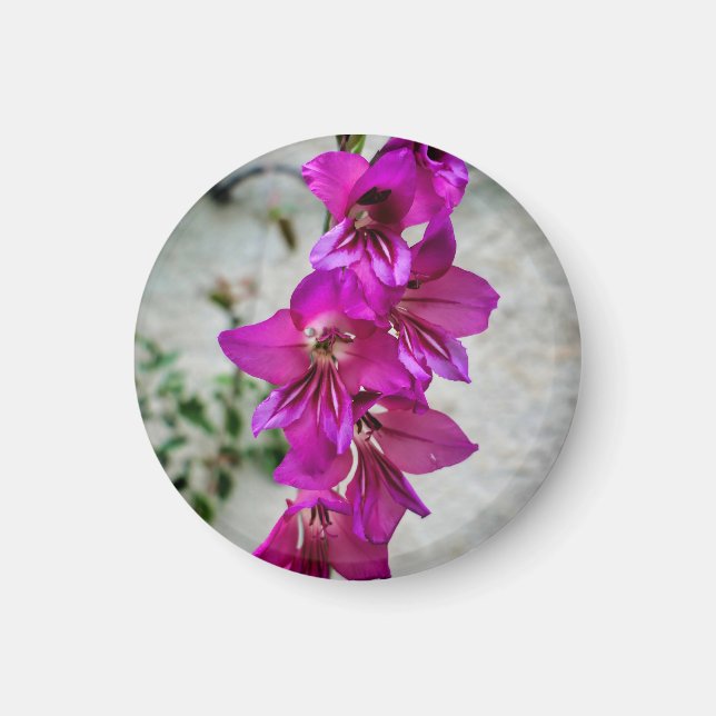Íman Gladiolus bizantino (Frente)