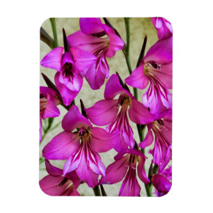 Íman Gladiolus bizantino