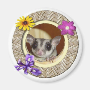 Íman Glider de Açúcar