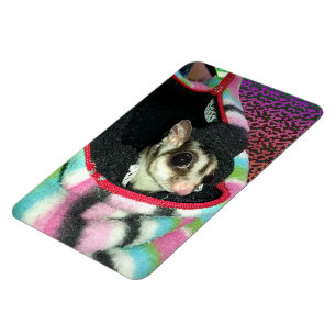 Íman Glider de Açúcar Vestindo Chapéu