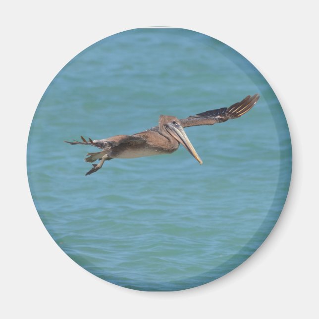 Íman Gliding Pelican (Frente)