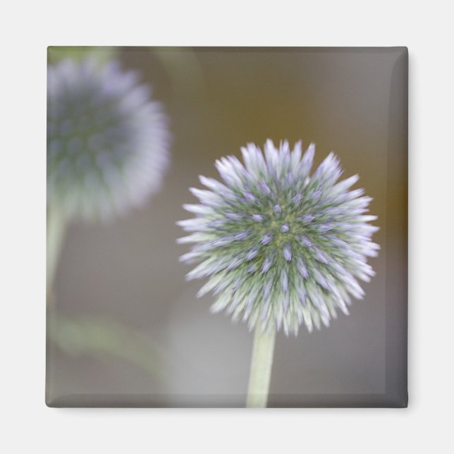 Íman Globo - Thistle Magnet (Frente)