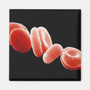 Íman Glóbulos vermelhos