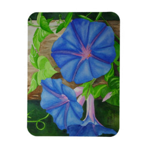 Íman Glória da manhã