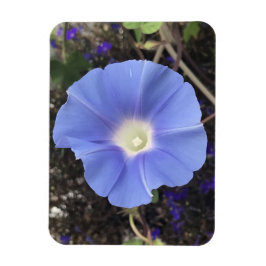 Íman Glória-da-Manhã Azul Verdadeiro
