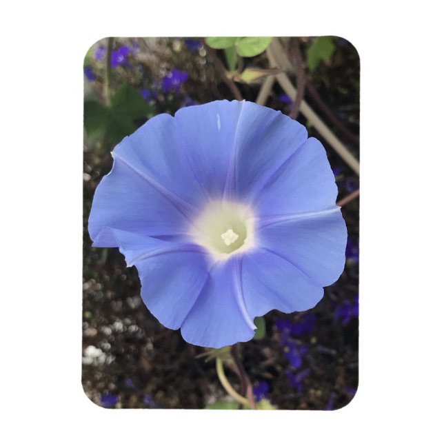 Íman Glória-da-Manhã Azul Verdadeiro (Vertical)