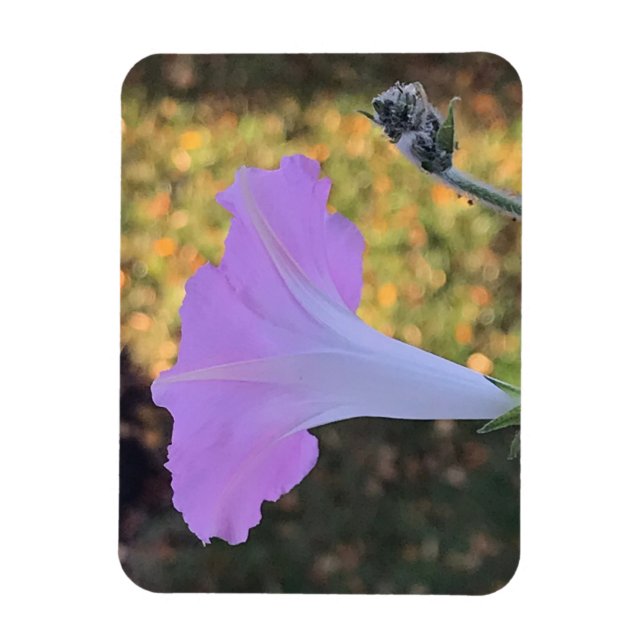Íman Glória da Manhã com Brilho Rosa e Dourado (Vertical)