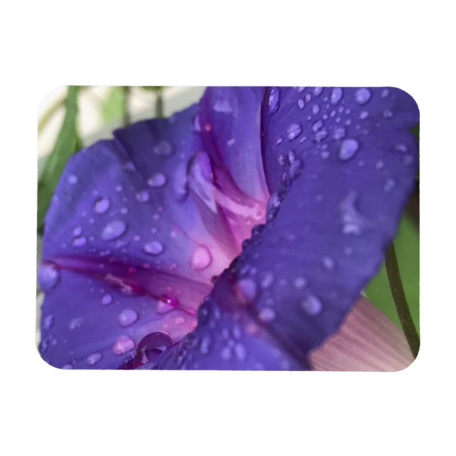 Íman Glória-da-manhã Gota de Orvalho Roxa (Horizontal)