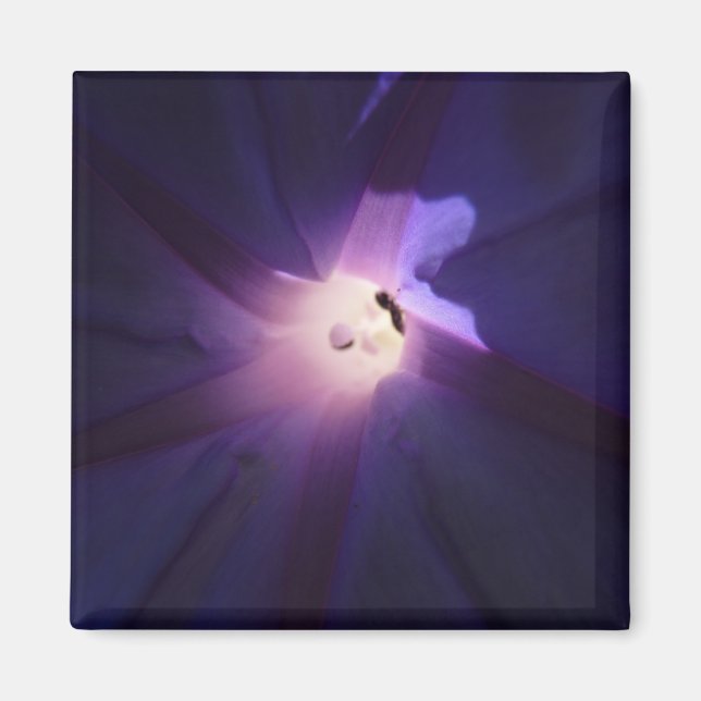 Íman glória matinal (Frente)