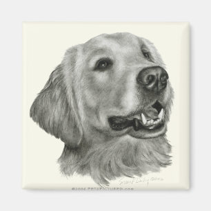 Íman Golden retriever