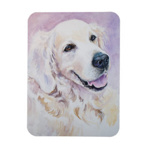 Íman Golden retriever