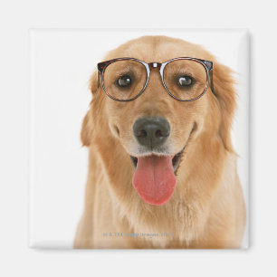 Íman Golden retriever 3