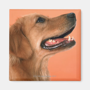 Íman Golden retriever 7