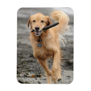 Íman Golden Retriever Correndo Com Pau Na Boca
