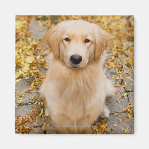Íman Golden retriever do bebê de um ano, retrato