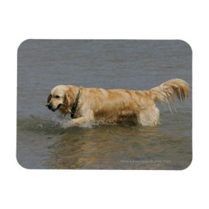 Íman Golden retriever na água