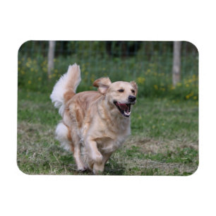 Íman Golden retriever que funciona 1