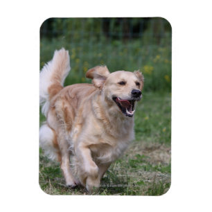 Íman Golden retriever que funciona 1