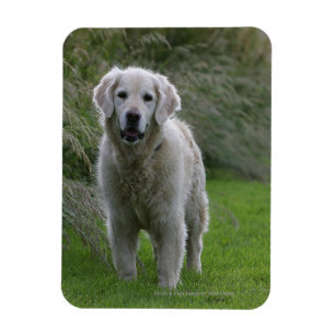 Íman Golden retriever que funciona 2