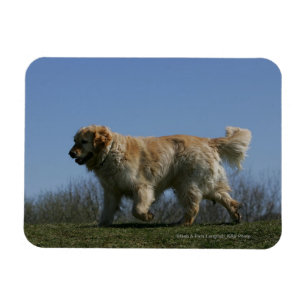 Íman Golden retriever que funciona 3