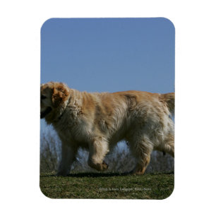 Íman Golden retriever que funciona 3