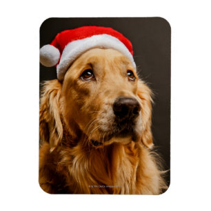 Íman Golden retriever que levanta para seu Natal