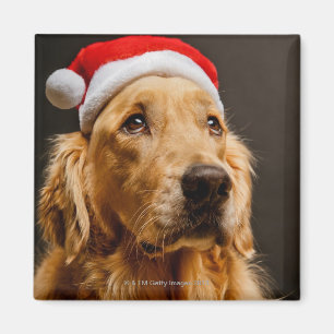 Íman Golden retriever que levanta para seu Natal