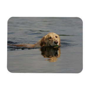 Íman Golden retriever que nada