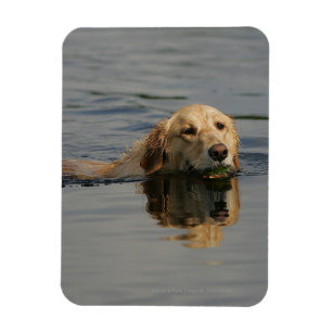 Íman Golden retriever que nada