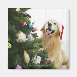 Íman Golden retriever que olha a árvore de Natal