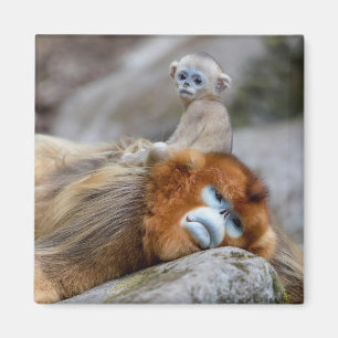 Íman Golden Snub-nosed Monkey Dad with Baby