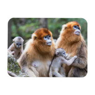 Íman Golden Snub-nosed Monkey Family